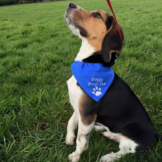 Doggy sitting proud with Doggy Drop Inn collar
